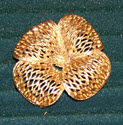 Image - Brooch