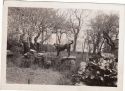 Image - Photograph, Print