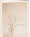 Image - Photograph, Print
