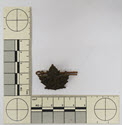Image - Badge, Military