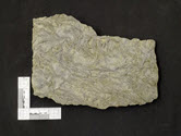 Image - Fossil