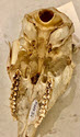 Image - skull
