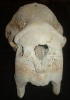 Image - Walrus Skull