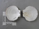 Image - Geospecimen