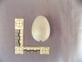 Image - Egg