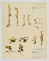 Image - planche d'herbier