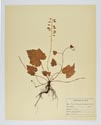 Image - planche d'herbier