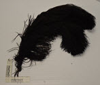 Image - Feathers, Ostrich