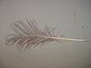 Image - Feather, Plume