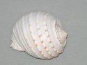 Image - Shell