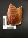 Image - Sherd