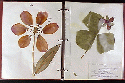 Image - herbier