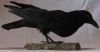 Image - Mounted Crow