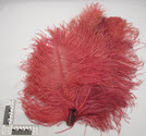 Image - Ostrich feathers