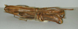 Image - paquet de racines d'épinettespruce root bundle