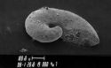 Image - petit fossile coquilliersmall shelly fossil