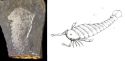 Image - eurypterid, euryptéride