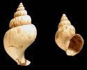 Image - buccin communsnail - common whelk