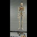 Image - Anatomical model