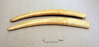 Image - Walrus tusk, défense de morse, matière bruteraw material