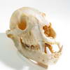 Image - crâne d'animal