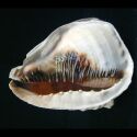Image - coquille