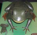 Image - Frog