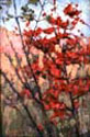 Image - Soft Maple In Autumn (1916)