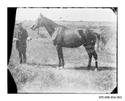 Image - NEGATIVE, GLASS PLATE