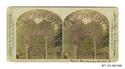 Image - STEREOGRAPH#49