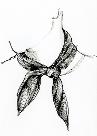 neckerchief, illustration. David Ring, Europeana Fashion, Wikimedia Commons